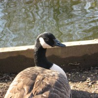 Canada Goose